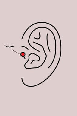 316l-celik-gumus-renk-zirkon-tasli-cicek-tragus-piercing-1201111-2
